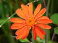 Blüte von Bidens gardneri