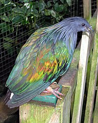 Manenduif in een Engelse dierentuin. 
Een nog levende verwant van de dodo.