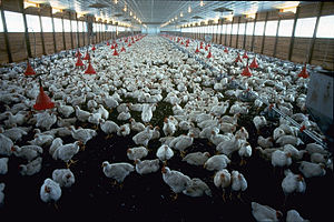 A commercial broiler (meat) chicken operation