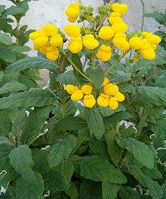 integrafolia kalceolario (Calceolaria integrifolia)