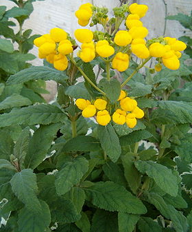 Have-Tøffelblomst (Calceolaria integrifolia).