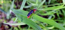 A rustic sailor beetle on a blade of grass