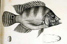 Chaetobranchus semifasciatus