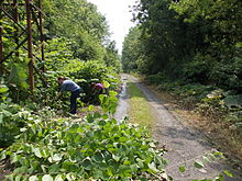 Des bénévoles du CPIE Bocage de l'Avesnois arrachant la Renouée du Japon au bord d'un chemin.