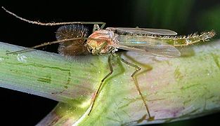 Chironome plumeux, à la couleur verte et aux antennes « en plumeau » caractéristiques.