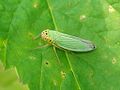 Cicadella viridis 01.JPG