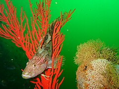 Highfin klipfish on Palmate sea fan