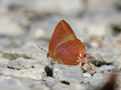 Ventral view