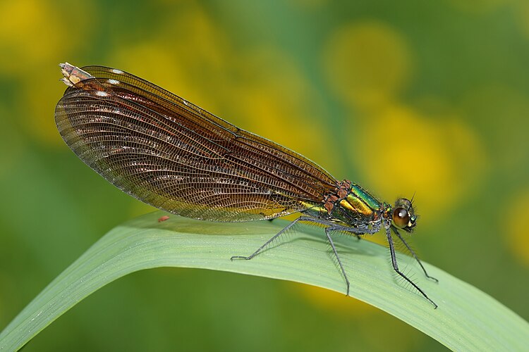 Красотка-девушка (Calopteryx virgo)