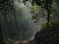 Waldweg im Nationalpark