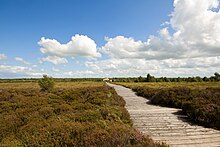 Corlea Trackway Corlea Bog Trackway.jpg