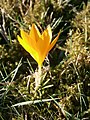 Crocus flavus subsp. flavus