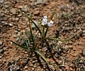 Cyanotis speciosa