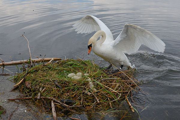 Tiene miedo de que los pequeños polluelos de cisne se mueran de frío dentro de los huevos si ella no está.