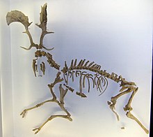 Skeleton of the extinct subspecies Dama dama geiselana Dama dama geiselana.jpg