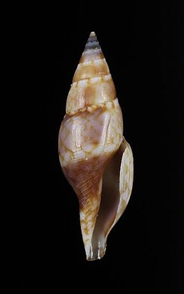 Daphnella mitrellaformis