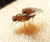 Sexual conflict has been studied in Drosophila melanogaster (shown mating, male on right). Drosophila.melanogaster.couple.2.jpg