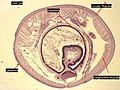 Earthworm Crosssection Stained Microscope Slide Labeled.jpg