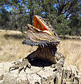 Eastern bearded dragon (Pogona barbata)