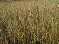 Eleocharis multicaulis on the german island Hiddensee, Photo by Kristian Peters