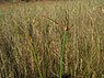 Veelstengelige waterbies (Eleocharis multicaulis)