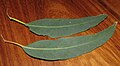 Серповидные листья эвкалипта камальдульского (Eucalyptus camaldulensis)