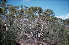 Eucalyptus lehmannii.jpg