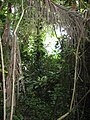 Biome de la forêt tropicale humide