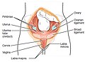 Split - anterior