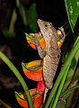 Vrouwtje uit Costa Rica