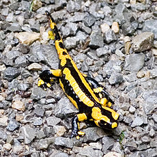 Feuersalamander DE.jpg