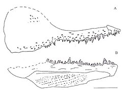 Mâchoires d’un poisson fossile