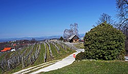 Vineyards in the hamlet of Gadova Peč
