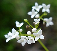 Moor-Labkraut (Galium uliginosum)