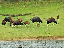 Čreda indijskih bizonov - Gaur v narodnem parku Mudumalai