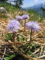 Koulenka bezlistá (Globularia nudicaulis)