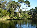 Golden Gate Park 02.JPG