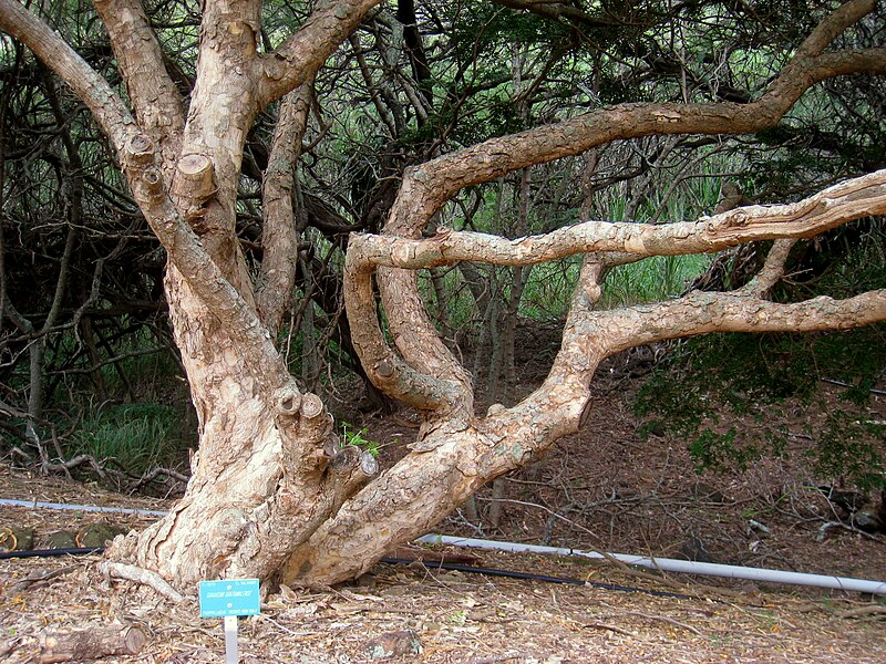 http://upload.wikimedia.org/wikipedia/commons/thumb/0/0f/Guaiacum_guatamalense_-_Koko_Crater_Botanical_Garden_-_IMG_2185.JPG/800px-Guaiacum_guatamalense_-_Koko_Crater_Botanical_Garden_-_IMG_2185.JPG