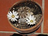 Gymnocalycium ragonesei