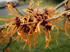 Hamamelis × intermedia 'Jelena'