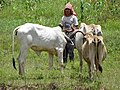 Cambodian shepherd