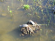 צבי ביצה בשמורה, דצמבר 2004