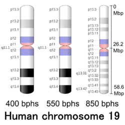 G-banding ideogram of human chromosome 19 in resolution 850 bphs. Band length in this diagram is proportional to base-pair length. This type of ideogram is generally used in genome browsers (e.g. Ensembl, UCSC Genome Browser).