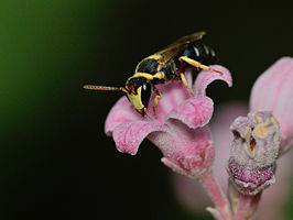 Hylaeus pictus