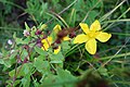 Hypericum perforatum L. (Hypericaceae)