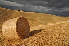 A bale of straw in the Crete dell'Orcia Nature Reserve. Tuscany, Italy Photo by