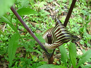 A Jack-in-the-pulpit in the Allegheny National...