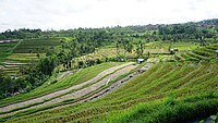 Subak Bali