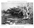 Woodland Lake (Un lac boisé), 1905.