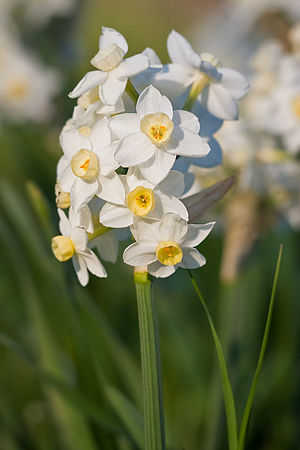 Narcissus (plant)